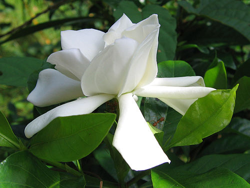 Gardenia gummifera